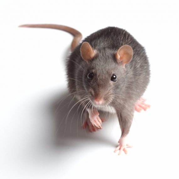 Rats, Pest Control in North Harrow, South Harrow, West Harrow, HA2. Call Now! 020 8166 9746