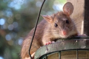 Rat extermination, Pest Control in North Harrow, South Harrow, West Harrow, HA2. Call Now 020 8166 9746
