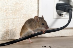 Mice Control, Pest Control in North Harrow, South Harrow, West Harrow, HA2. Call Now 020 8166 9746