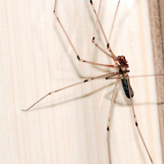 Spiders, Pest Control in North Harrow, South Harrow, West Harrow, HA2. Call Now! 020 8166 9746