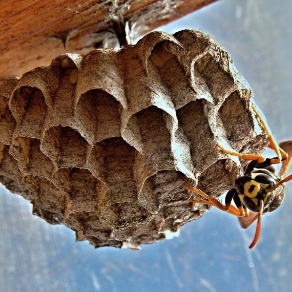 Wasps Nest, Pest Control in North Harrow, South Harrow, West Harrow, HA2. Call Now! 020 8166 9746