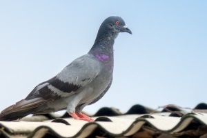 Pigeon Pest, Pest Control in North Harrow, South Harrow, West Harrow, HA2. Call Now 020 8166 9746